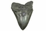 Serrated, Fossil Megalodon Tooth - South Carolina River Meg #264539-1